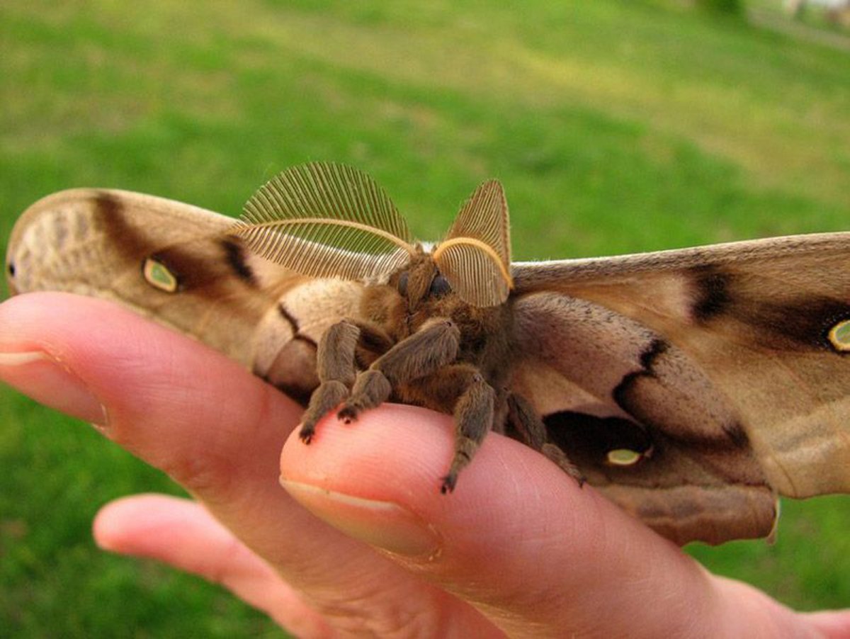 Мотылек розовый с зеленым