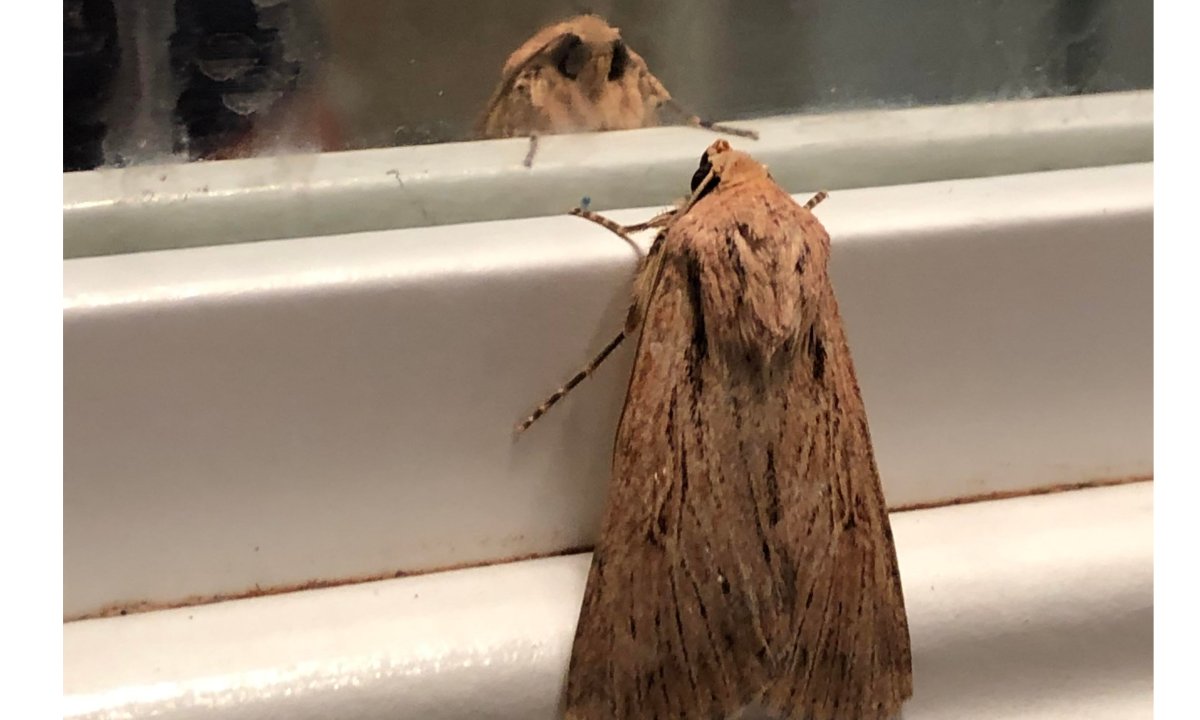 Моль в окне