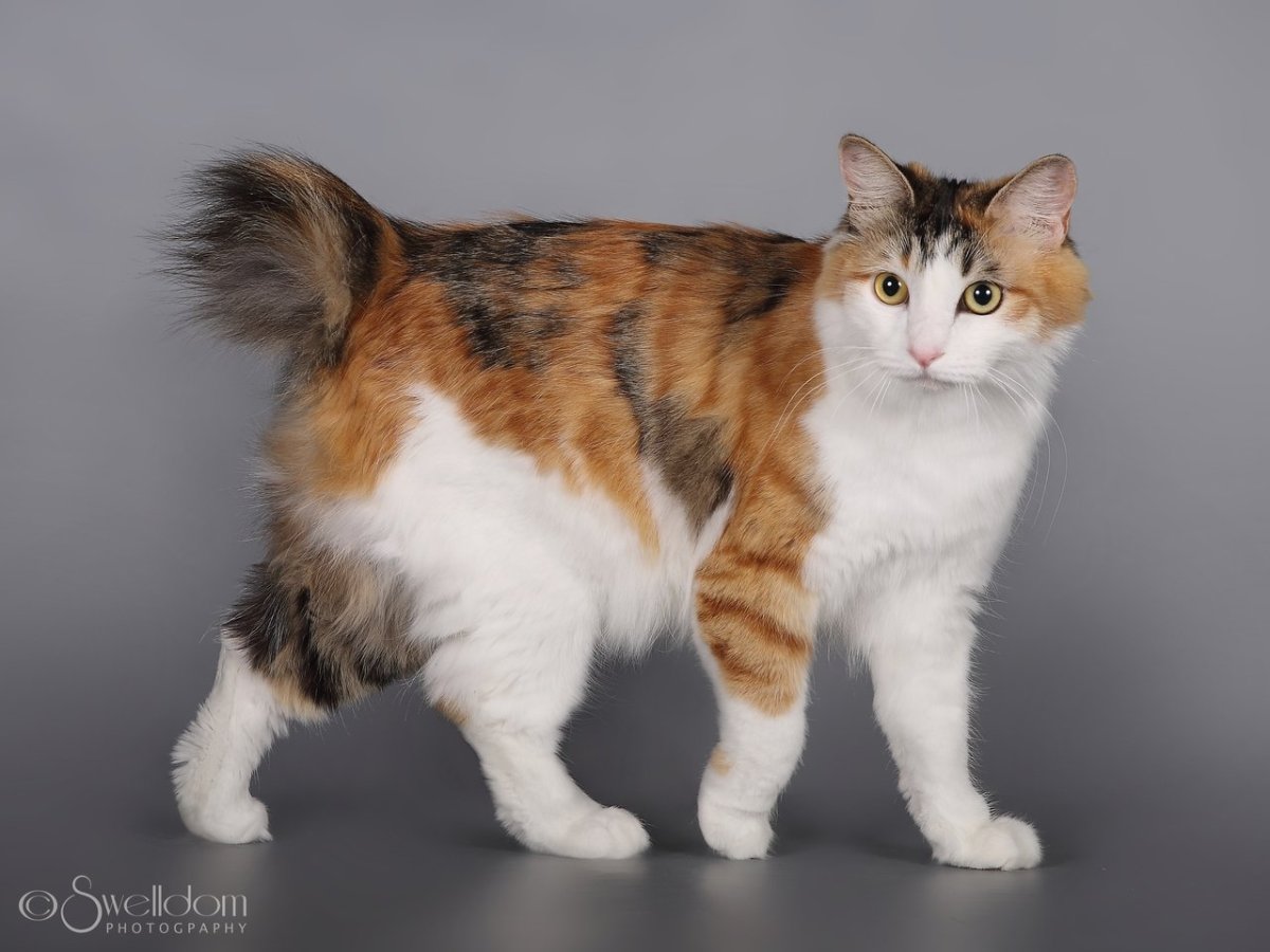 Курильский бобтейл черепаховый