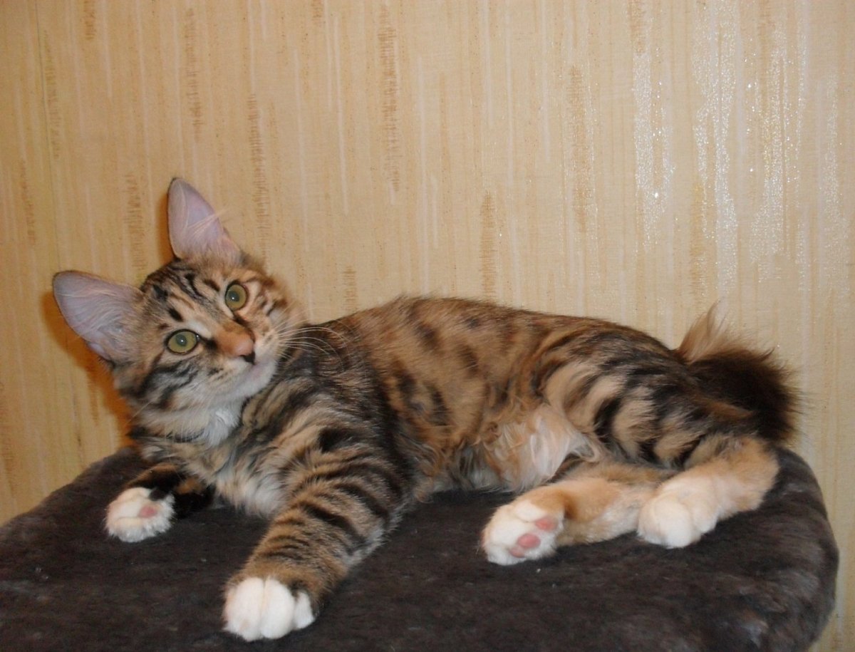 Камышовый кот Курильский бобтейл