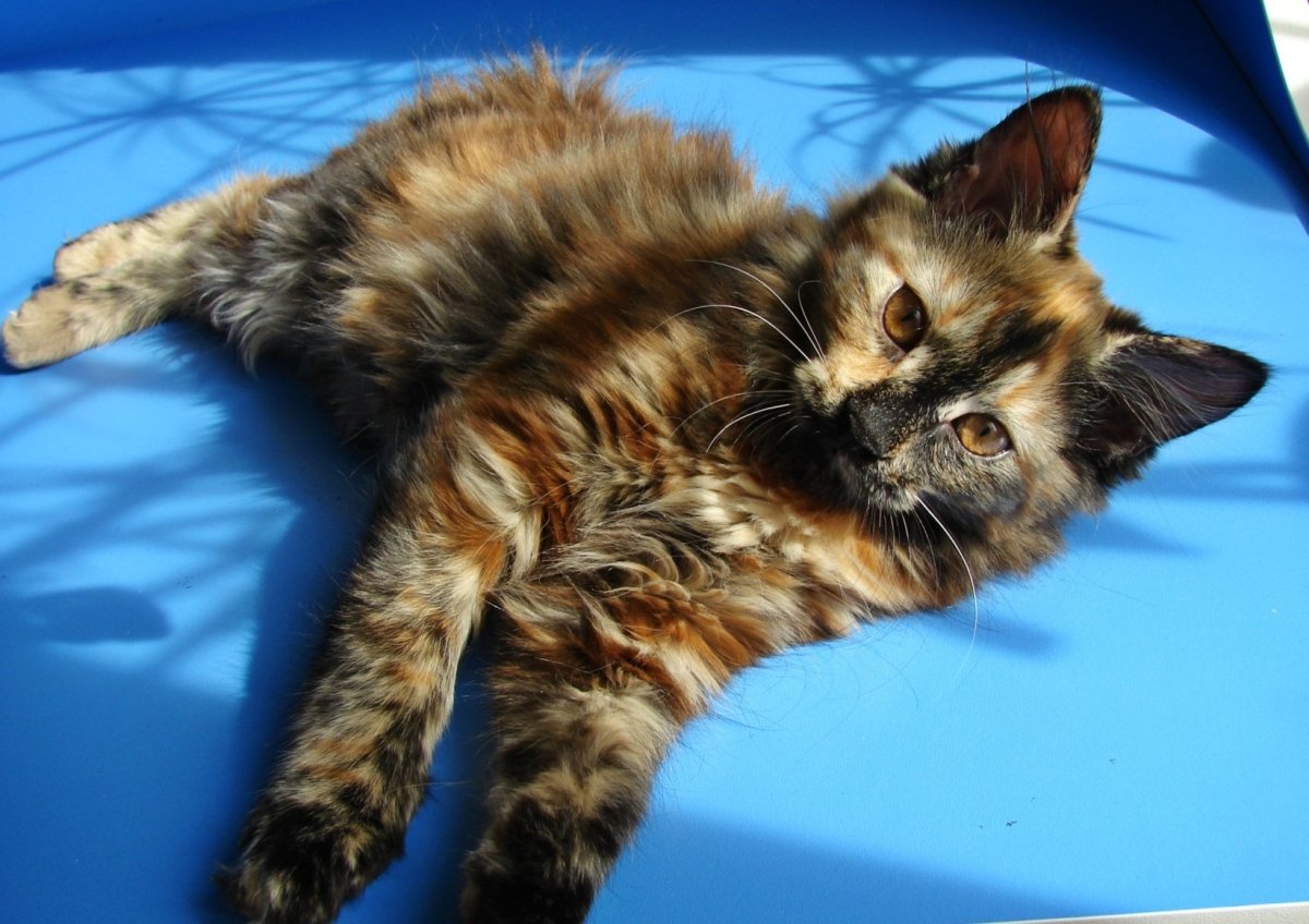 Курильский бобтейл трехцветный кот