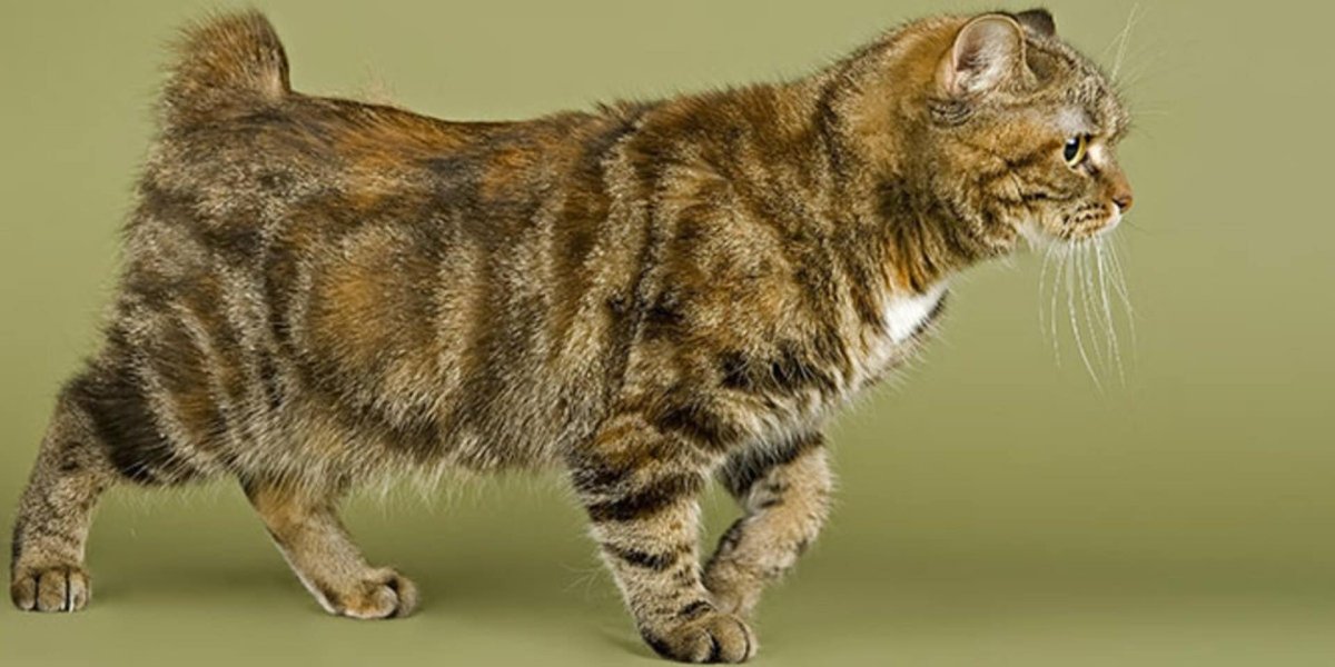 Курильский бобтейл