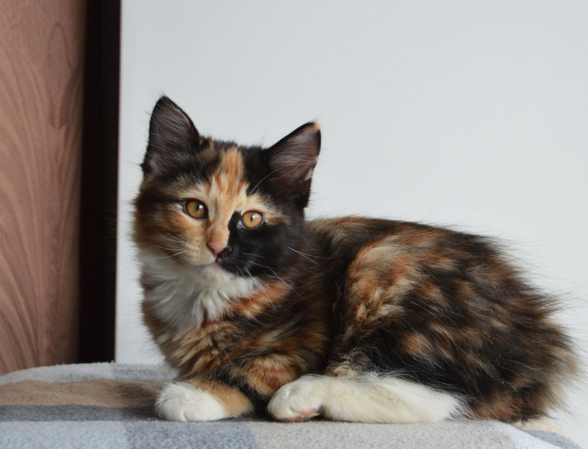 Курильский бобтейл черепаховый окрас