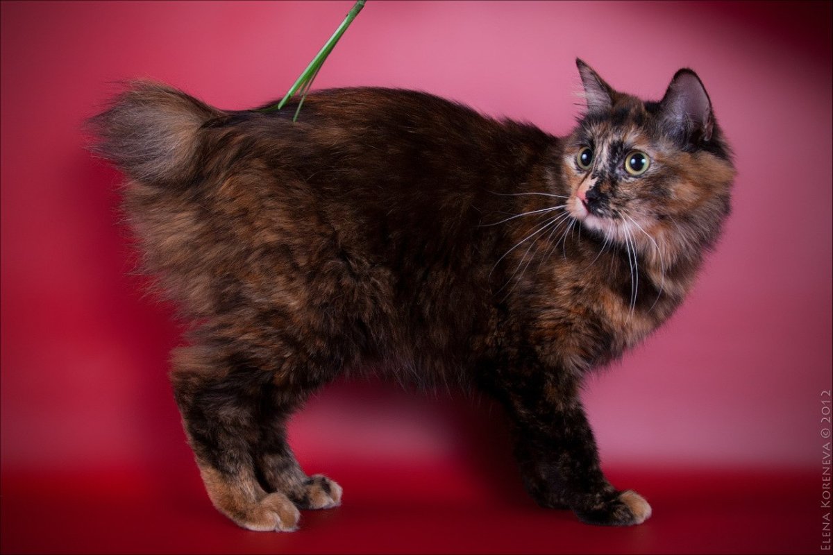 Бобтейл кошка черепаховый окрас