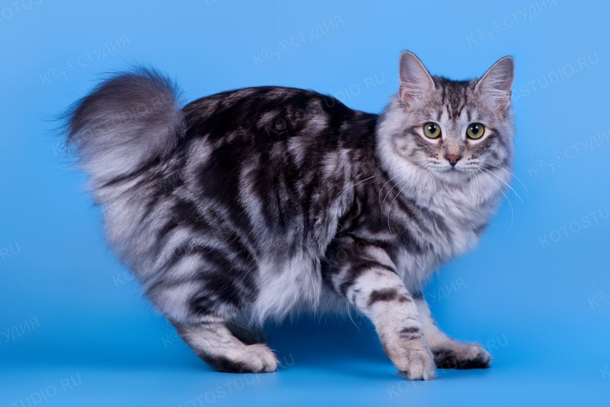 Камчатский бобтейл кошка