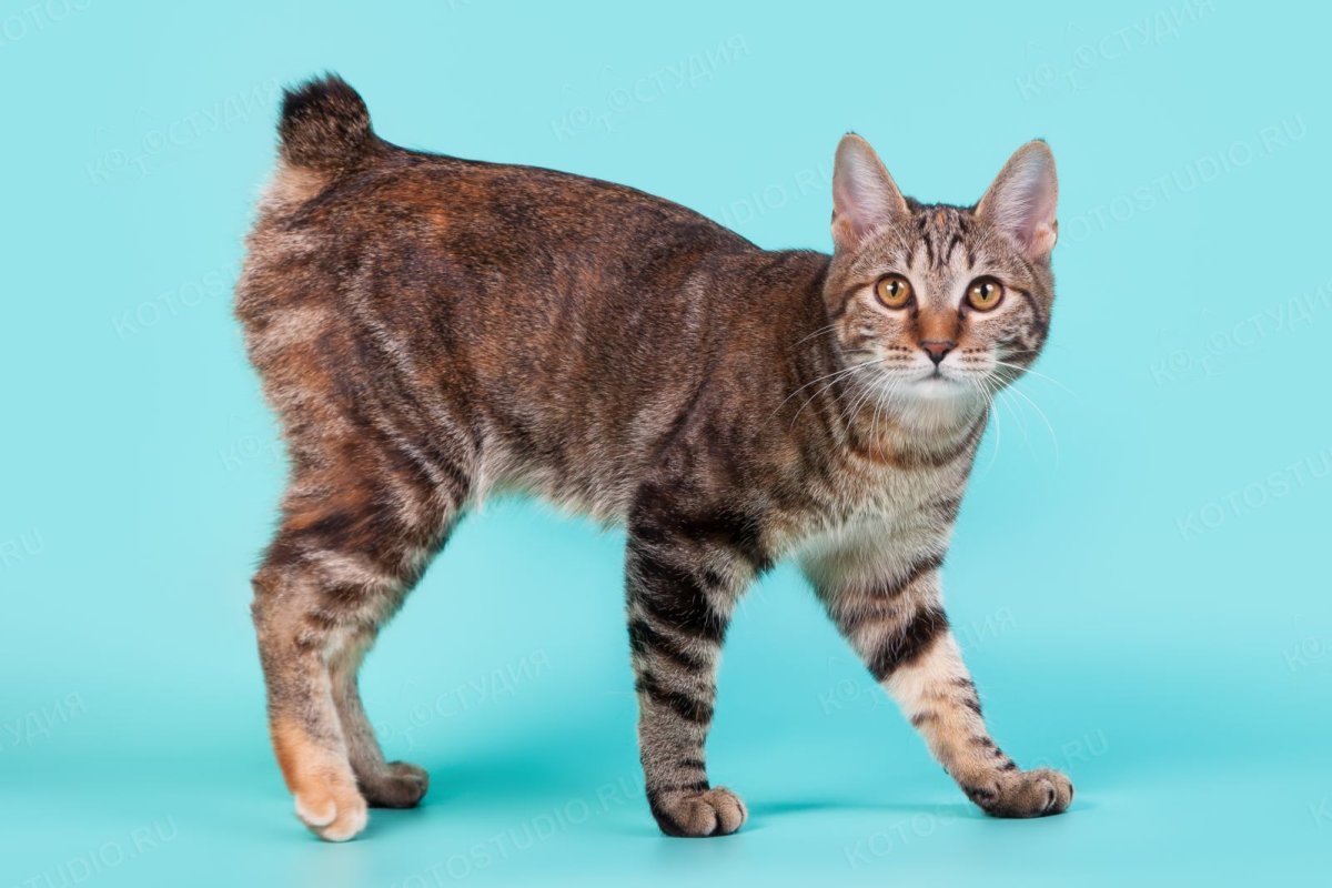 Имена Курильских бобтейлов мальчиков