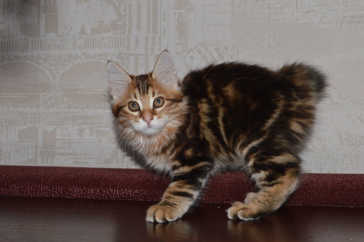 Бобтейл Кимрик