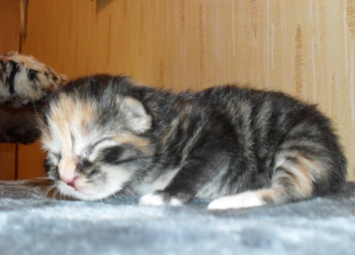 Курильский бобтейл длинношерстный