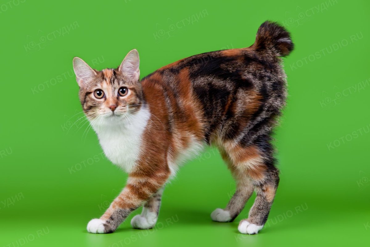 Курильский бобтейл