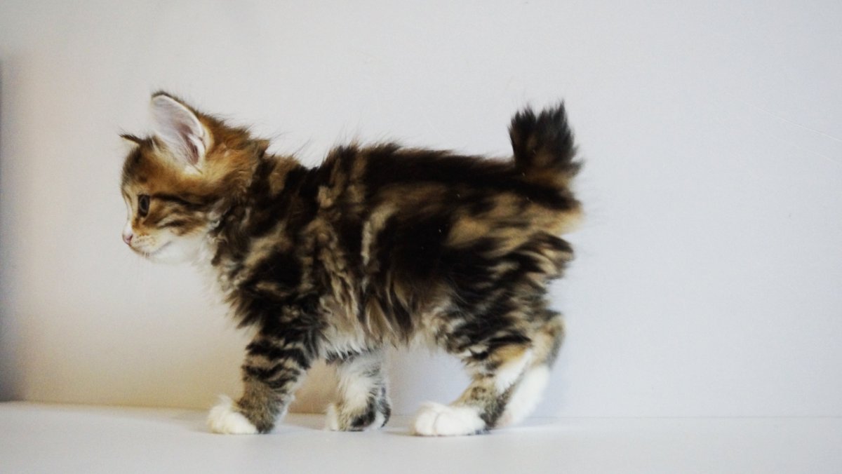 Курильский бобтейл шиншилла