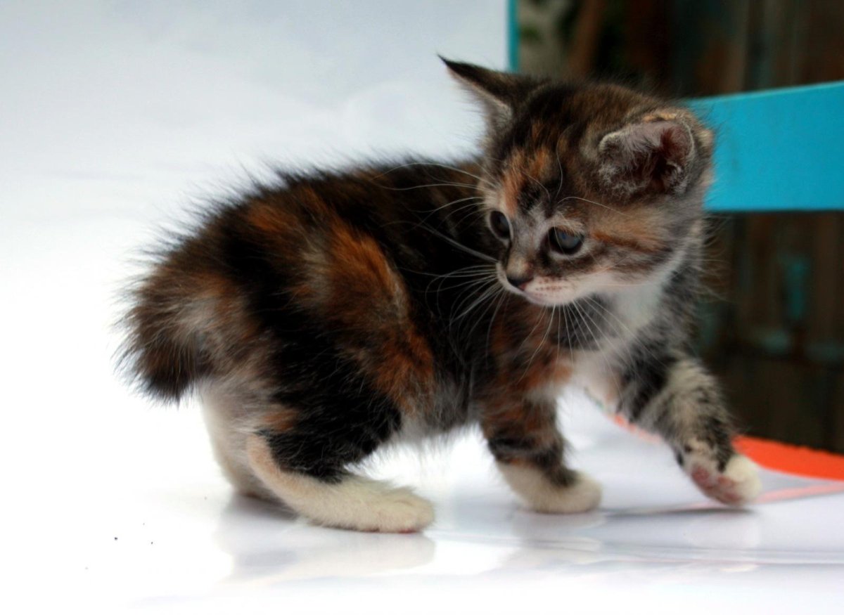 Полудлинношерстные Курильские бобтейлы