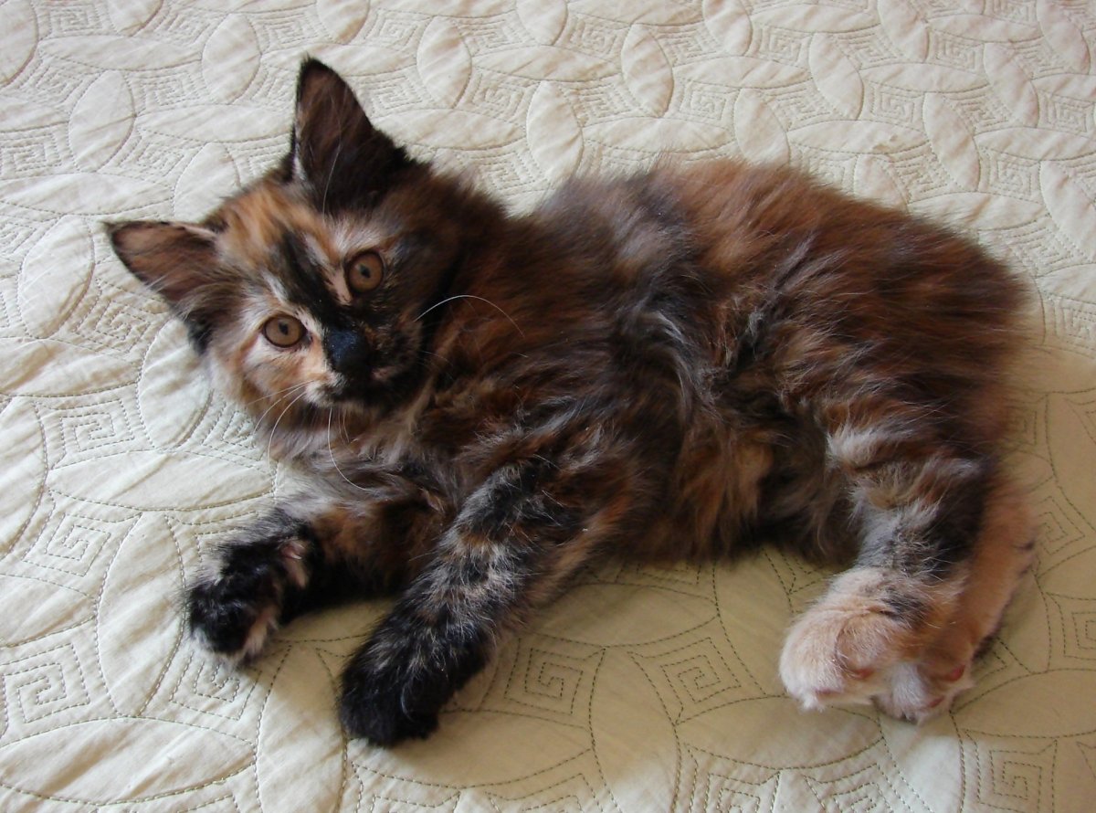 Курильский бобтейл черный мрамор черепаховая