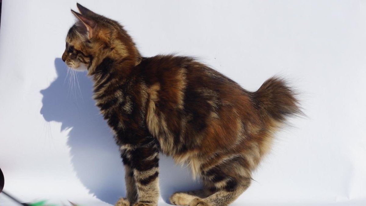 Курильский бобтейл черепаховый окрас