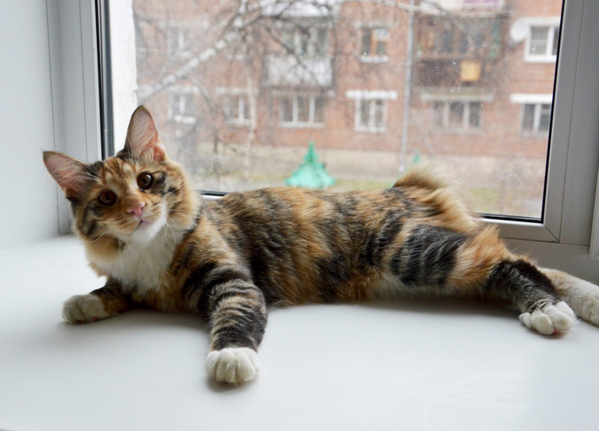 Кошки Курильский бобтейл черепаховый