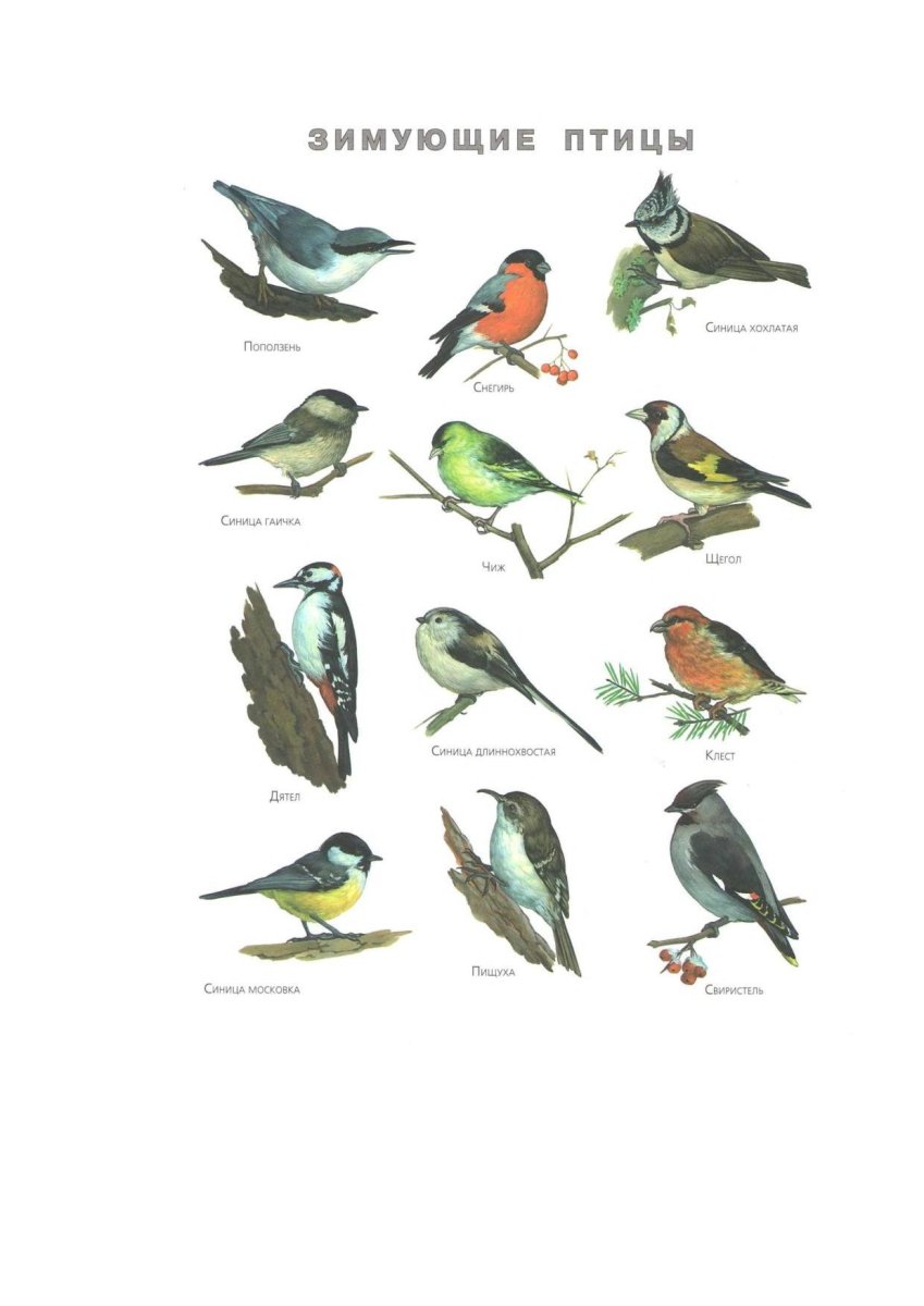 Птицы которые остаются у нас зимовать срисовка Кара карга