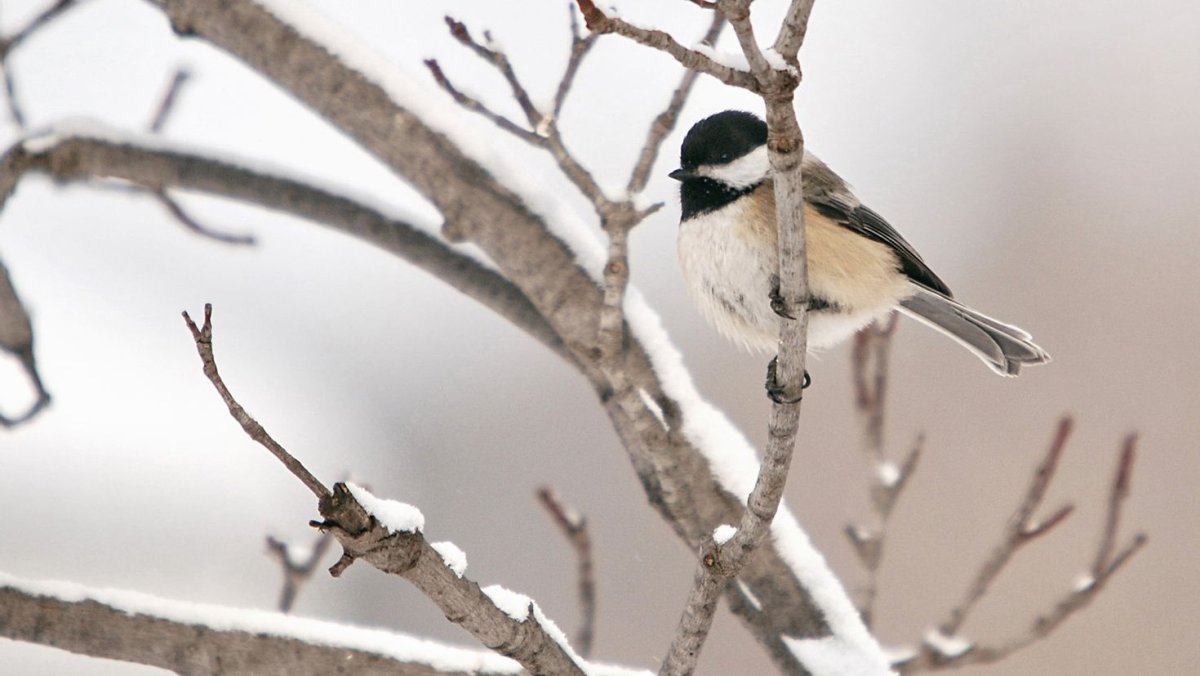 Воробьинообразные Снегирь