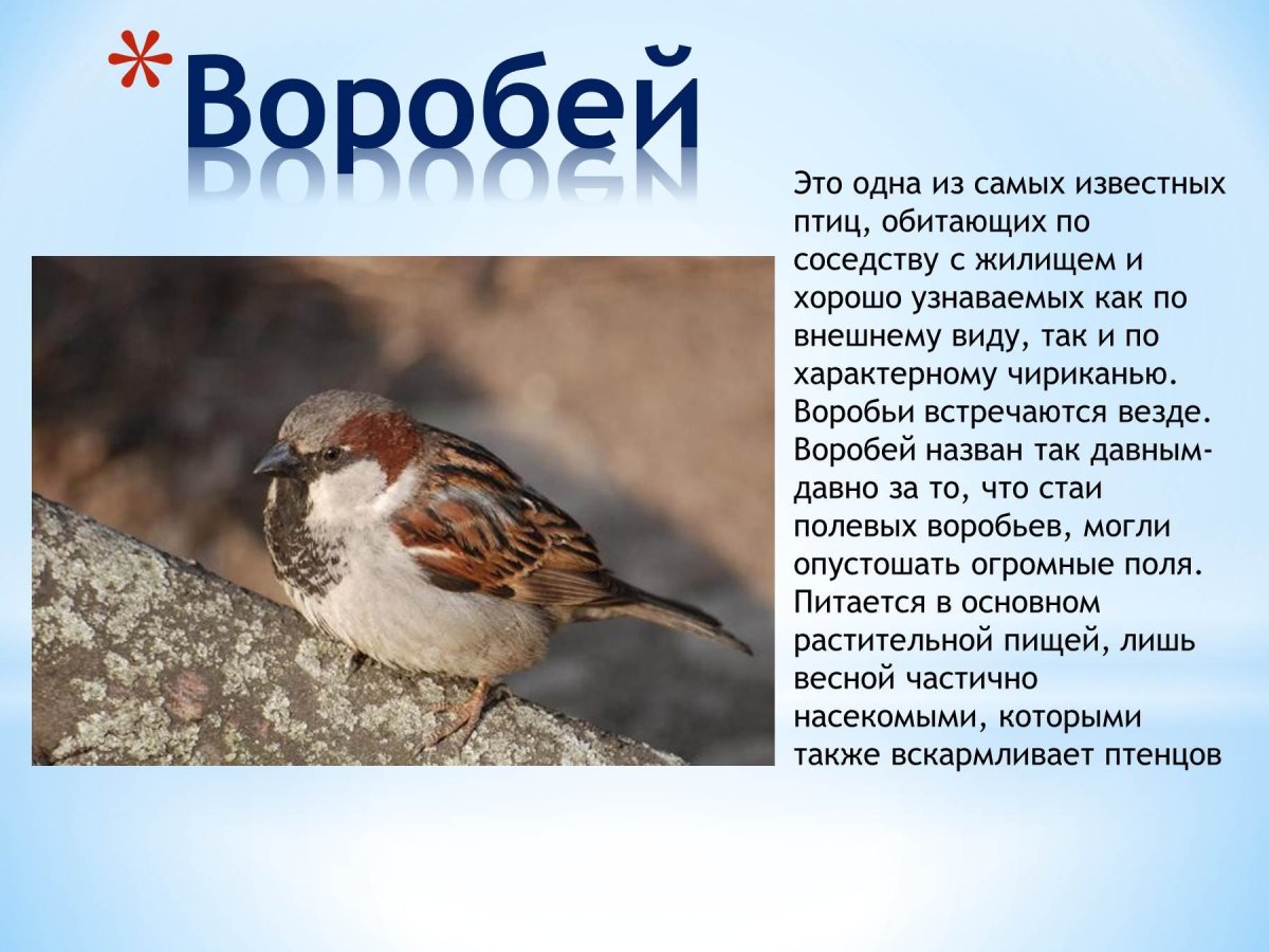 Дятел зимующая птица