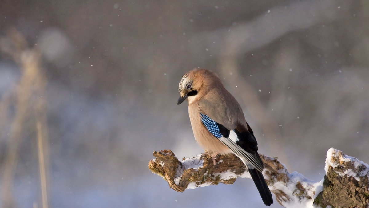 Свиристель зимующая птица