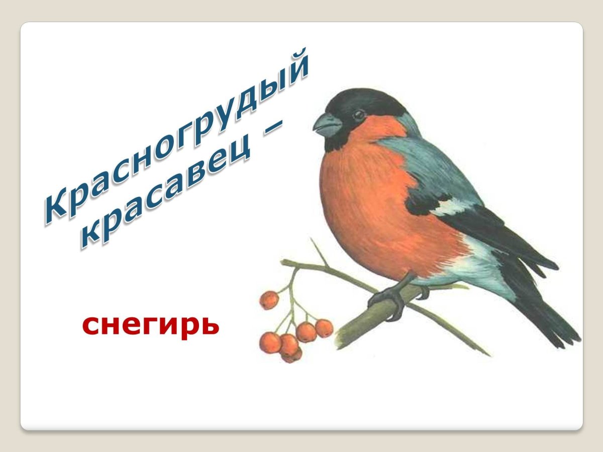Карточки перелетные и зимующие птицы для детей