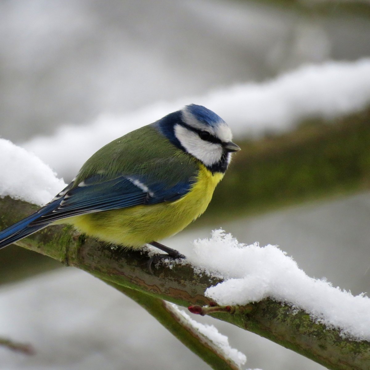 Зимние птицы свиристель
