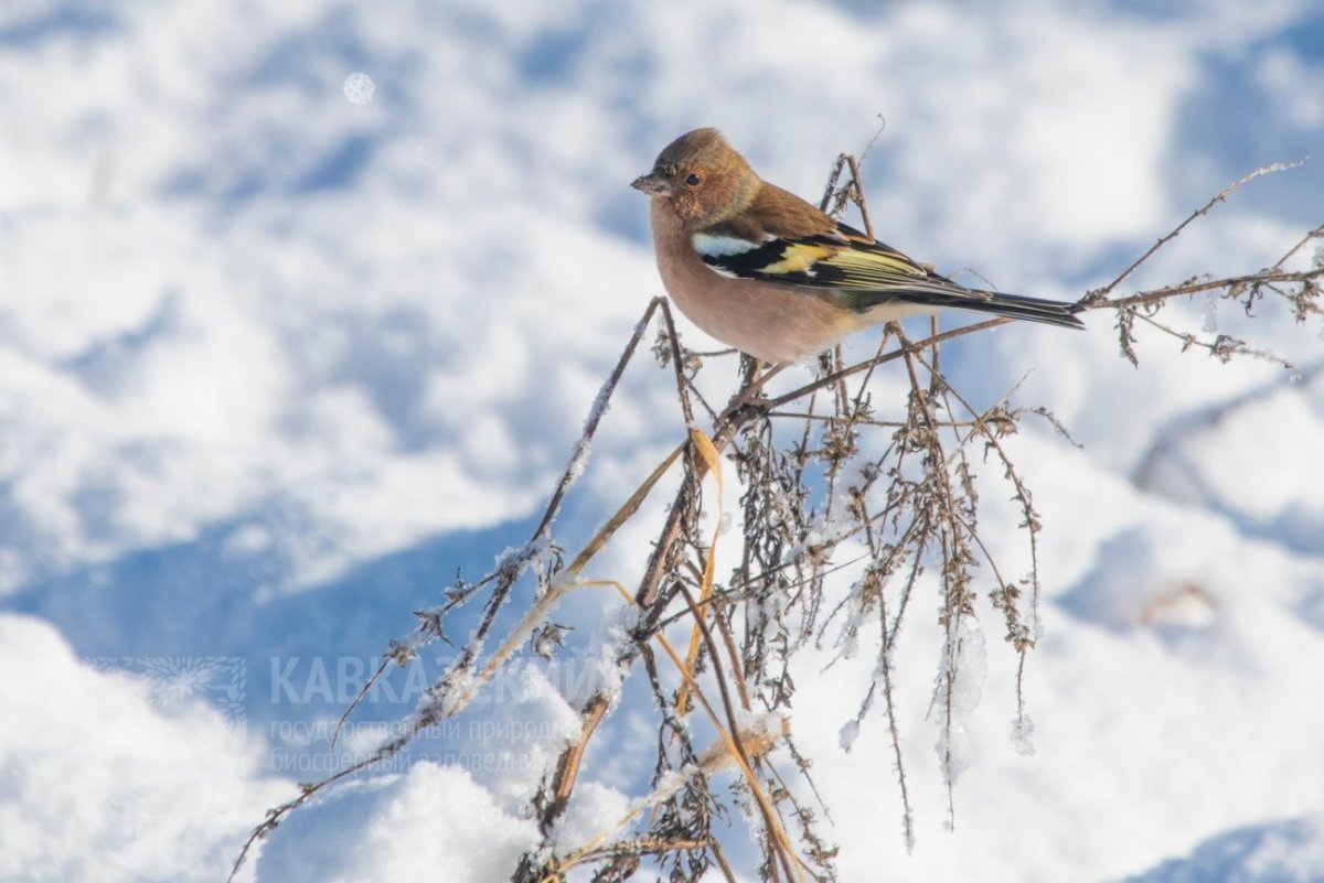 Название зимующих птиц России для детей