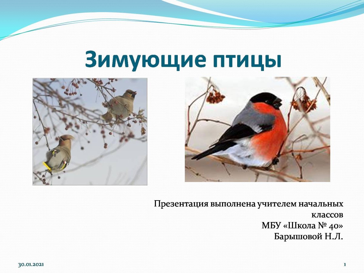 Чем кормить птиц зимой