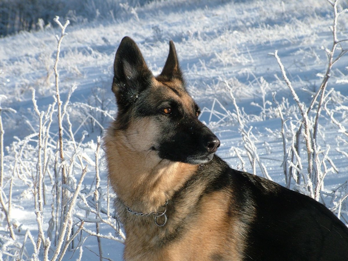 Смесь немецкой и восточно европейской овчарки