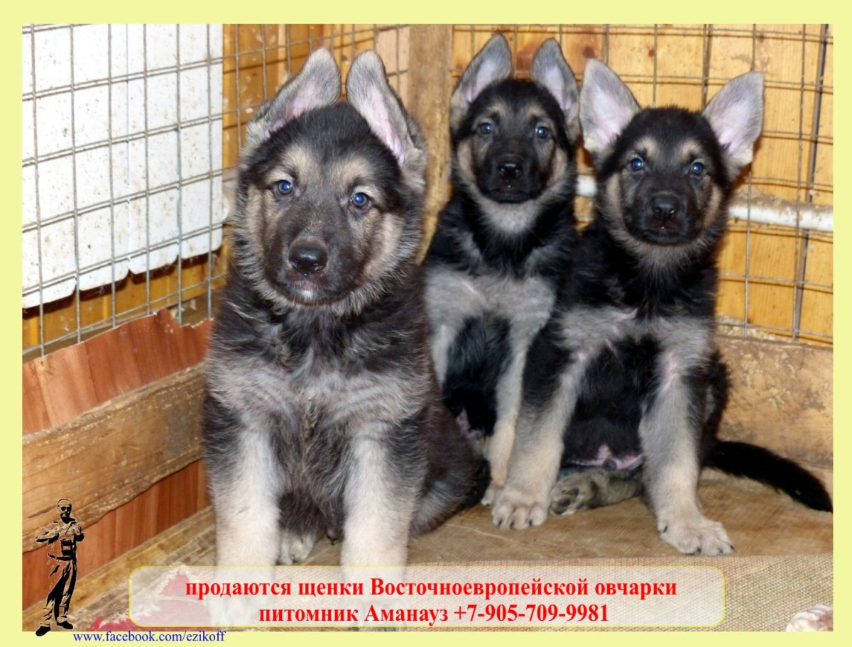 Щенки Восточно европейской овчарки питомник Аманауз