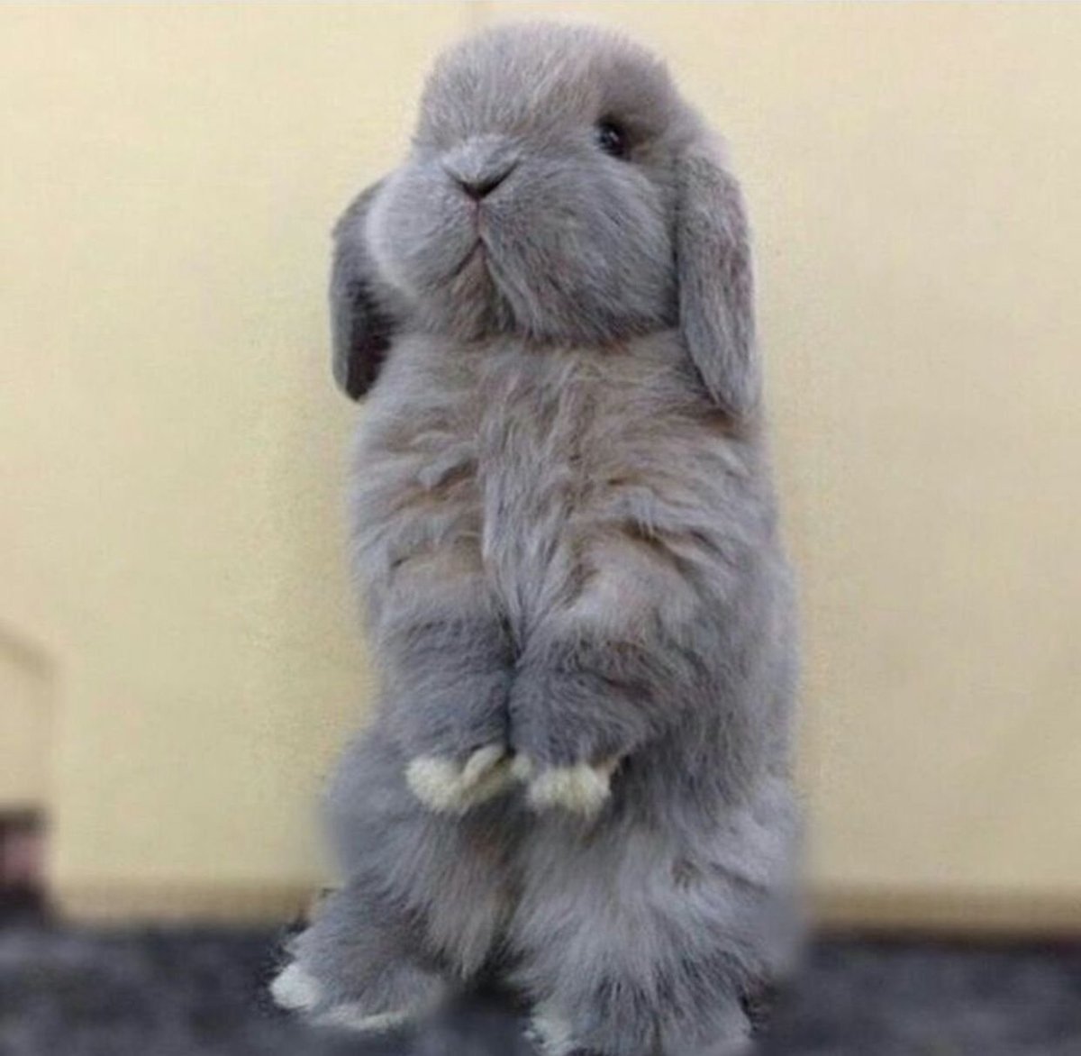 Обиженный зайчик