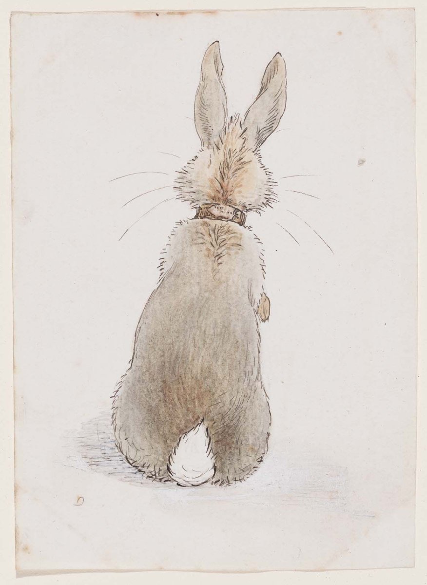 Заяц со спины