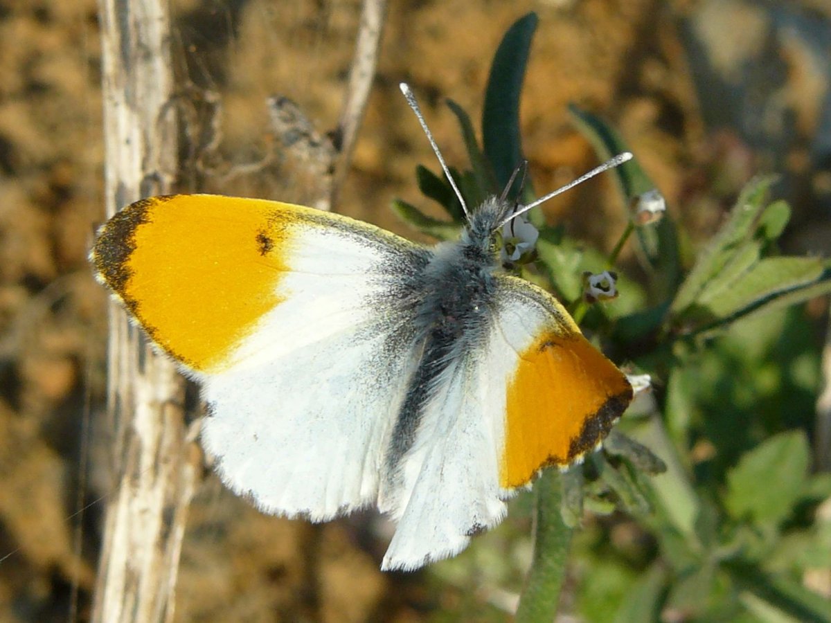 Бабочка Шоколадница и капустница