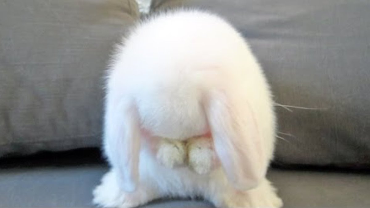 Зайчик обиделся