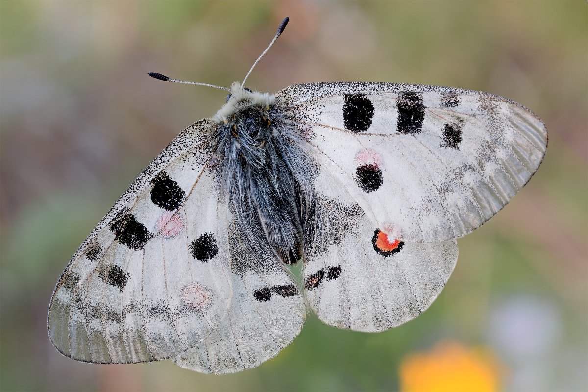 Аполлон обыкновенный (Parnassius Apollo)