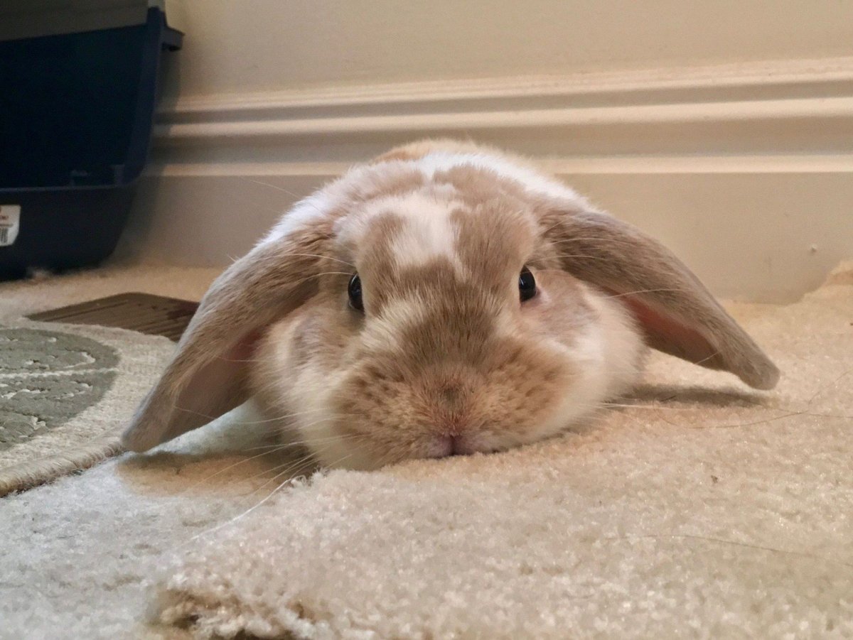 Благодарный кролик