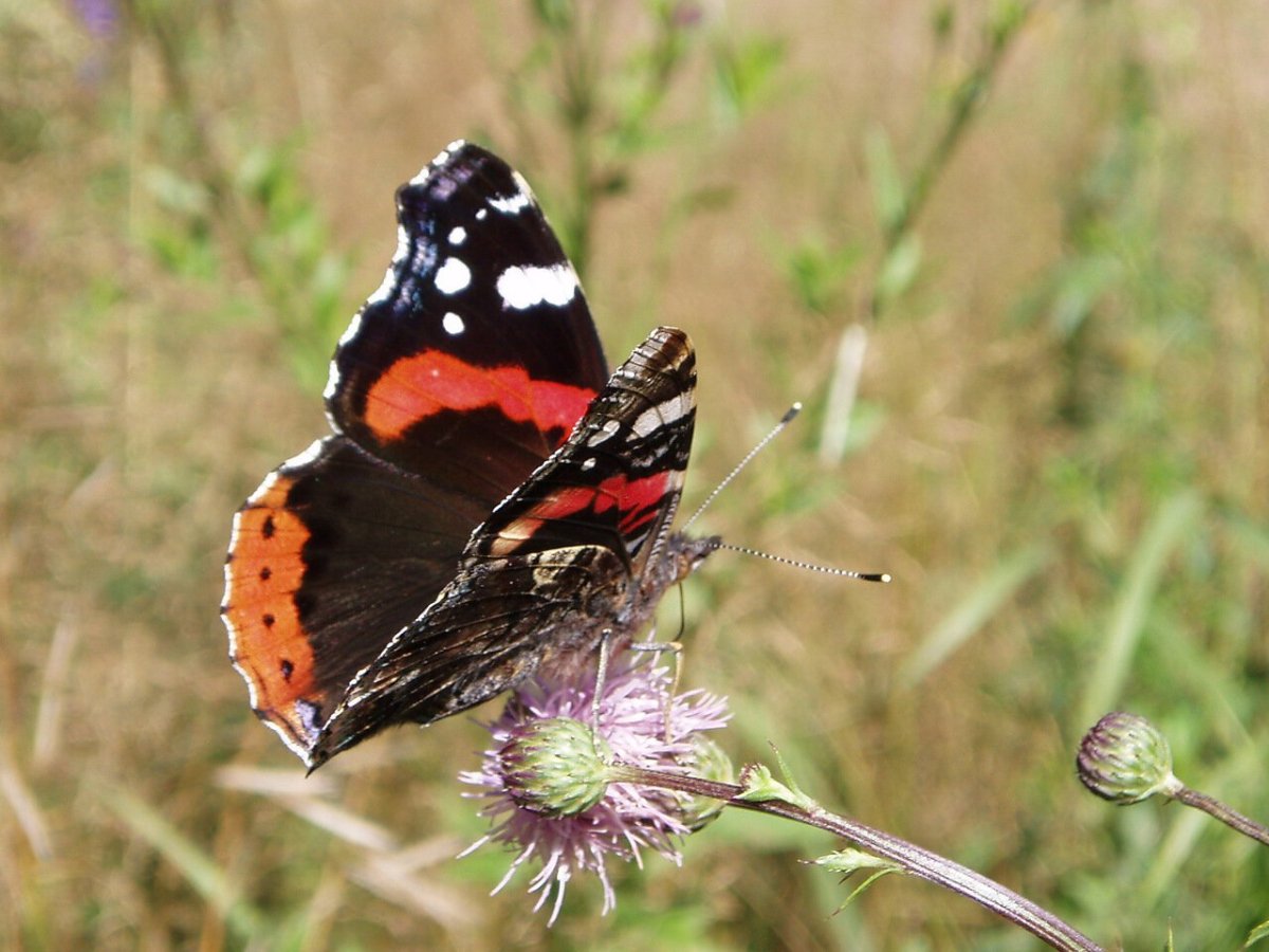 Слив Нимфалиды