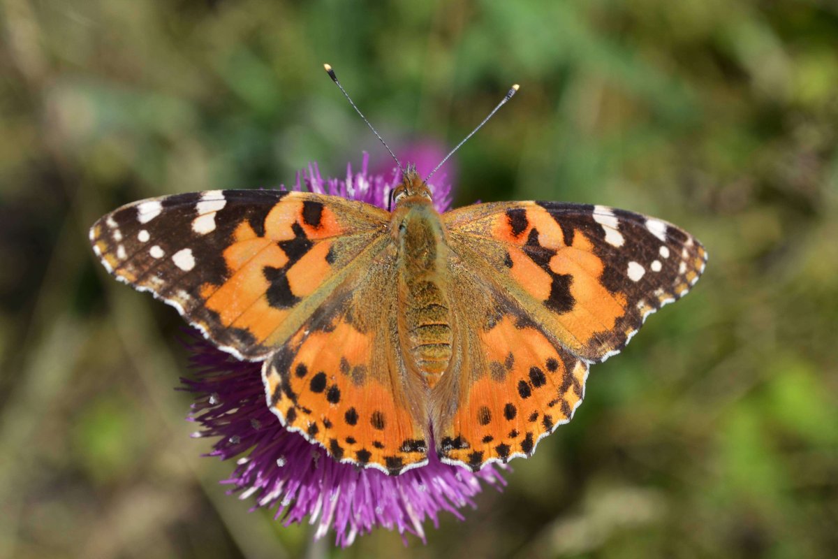 Репейница чешуекрылые