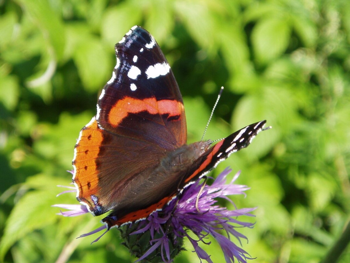 Крапивница (бабочка) Нимфалиды