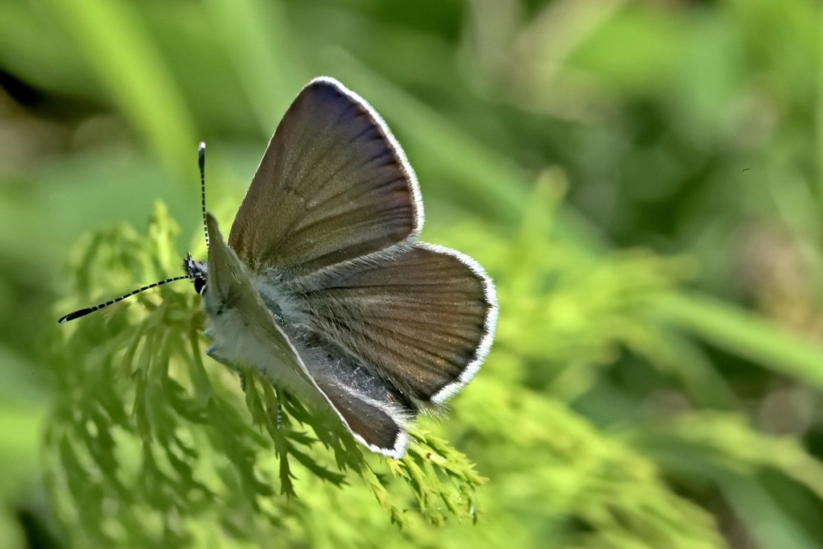 Бабочки Кировской