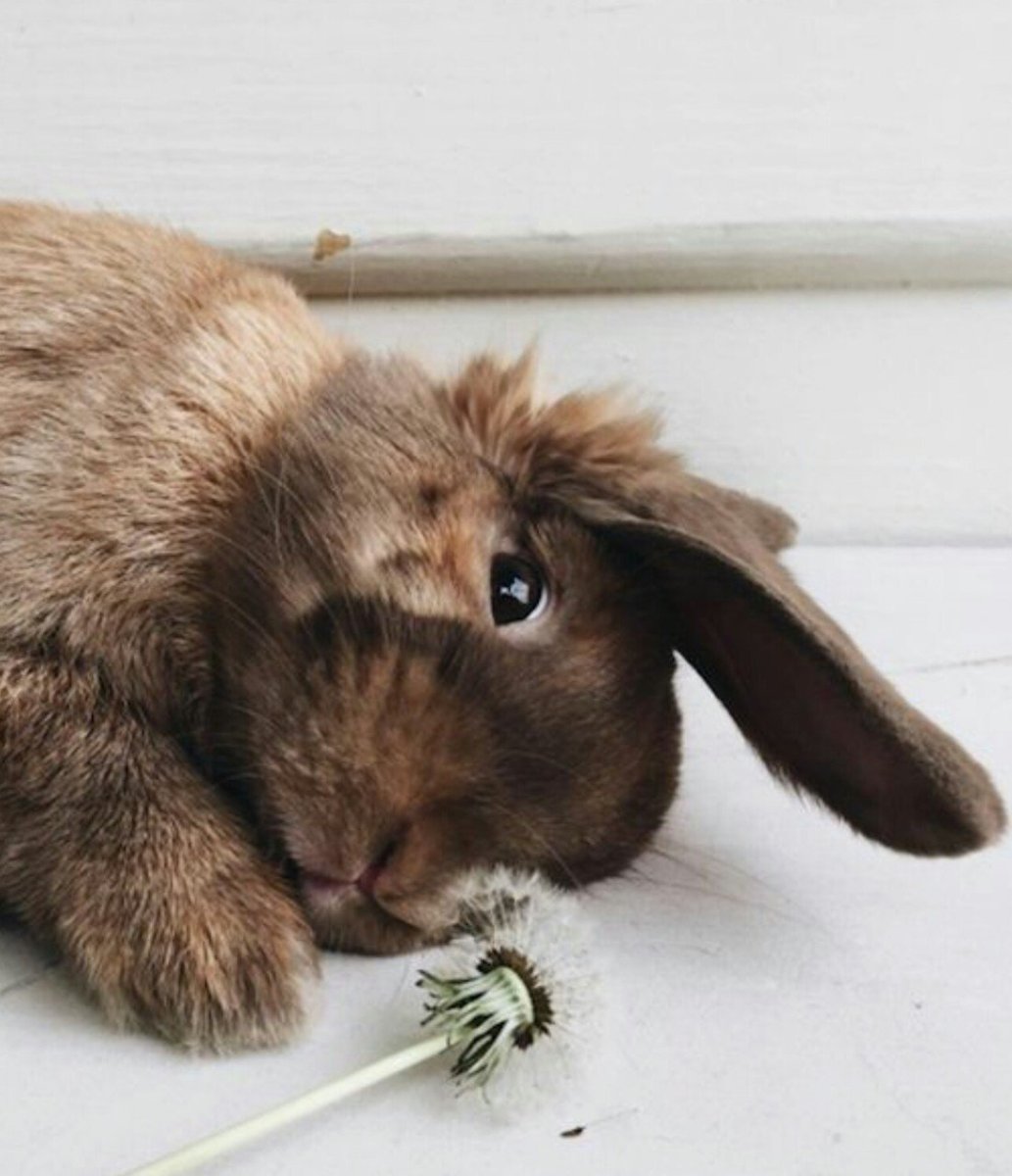 Коричневый кролик