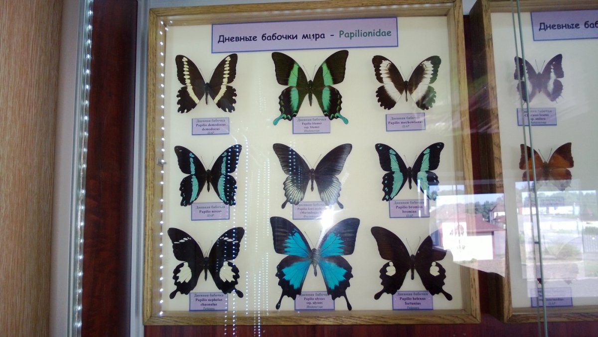 Бабочки Татарстана фото с названиями и описанием