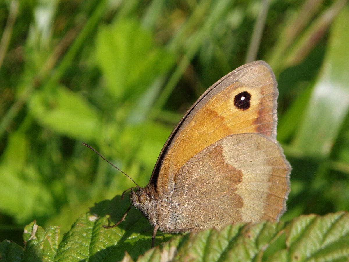 Бархатница воловий глаз