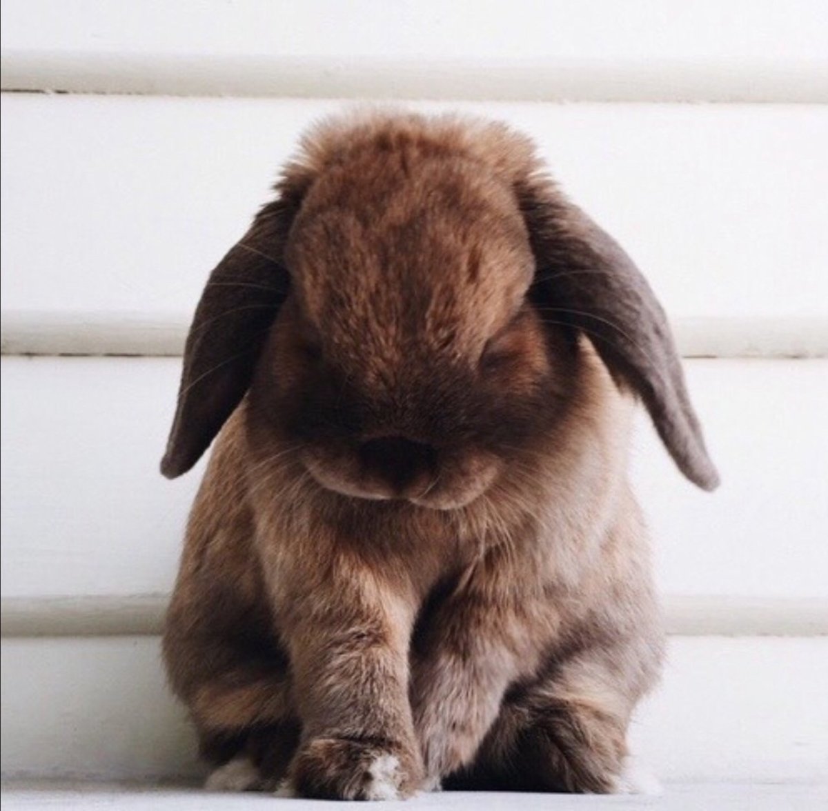 Обиженный кролик