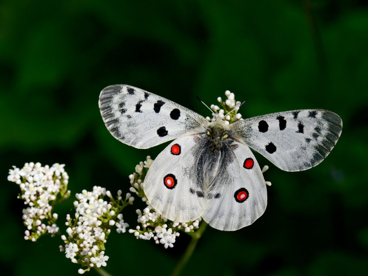 Бабочки Аполлон голубянка