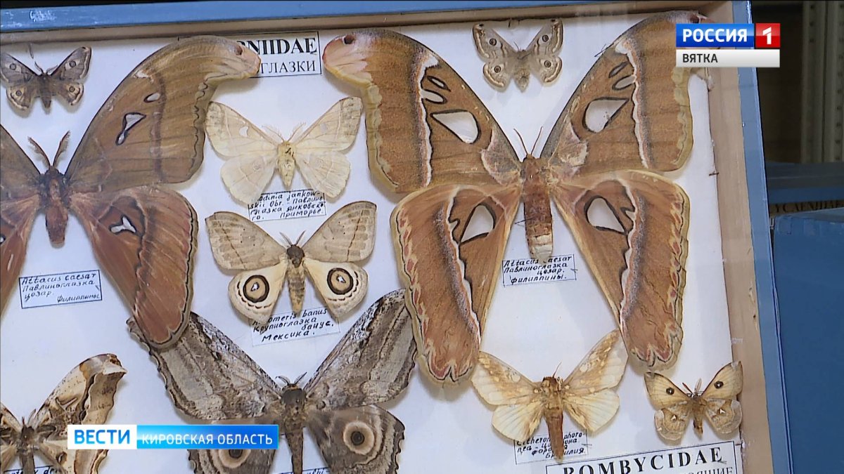 Коллекция бабочек Павлова