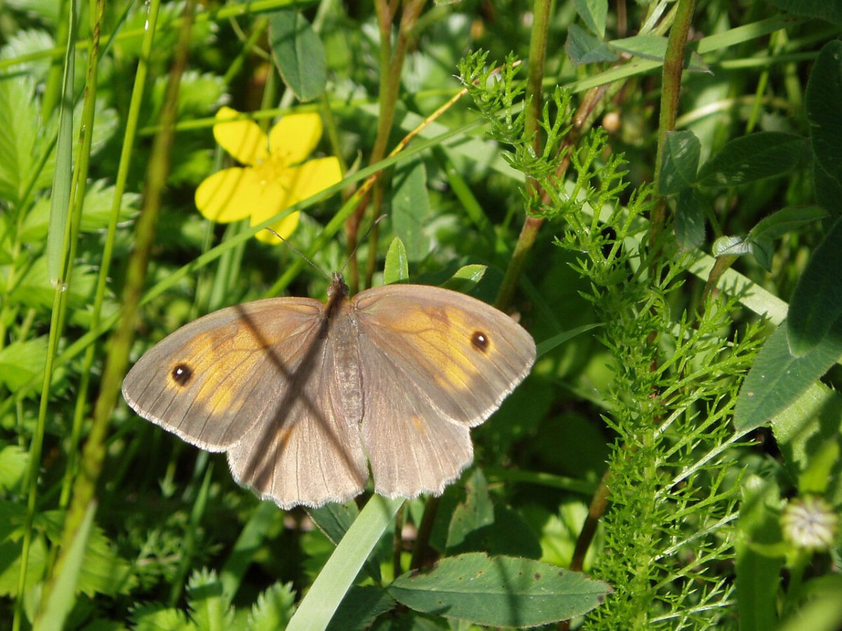 Воловий глаз (Maniola jurtina)