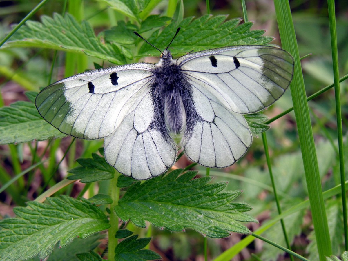 Мнемозина (Parnassius Mnemosyne)