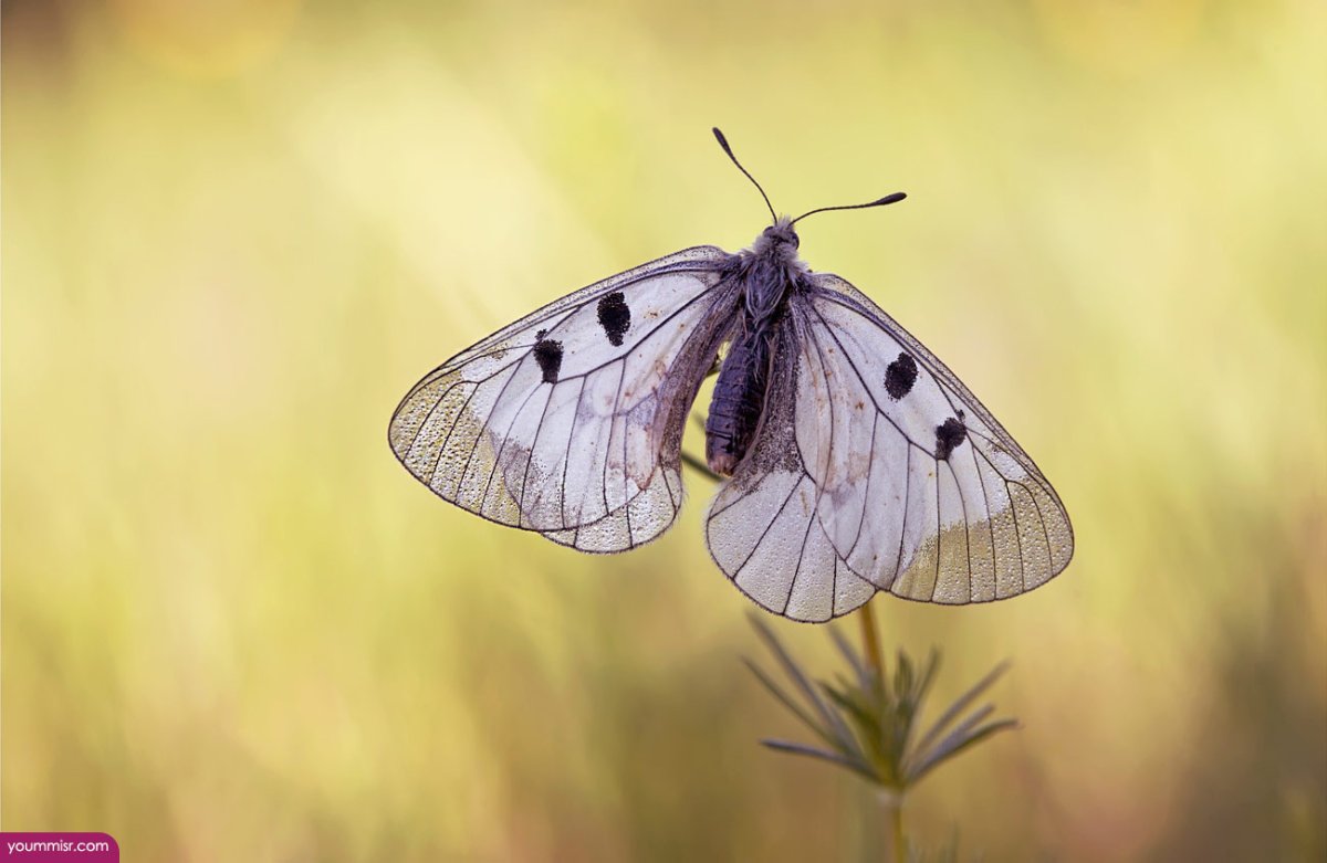 Бабочка Аполлон Мнемозина