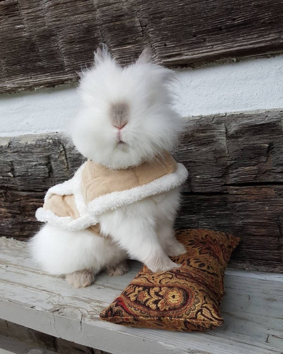 Недовольный кролик