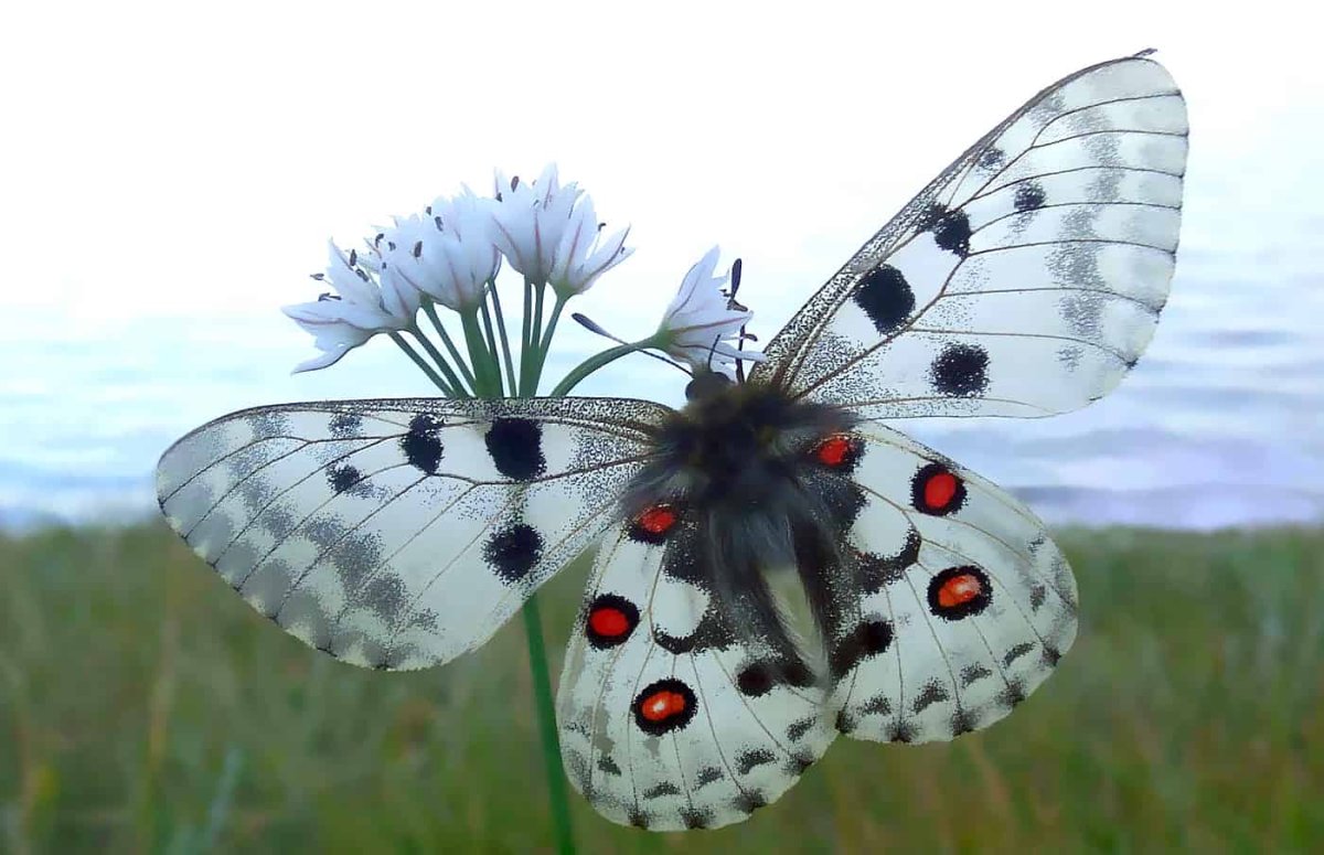 Аполлон -Parnassius Apollo (Linnaeus, 1758)