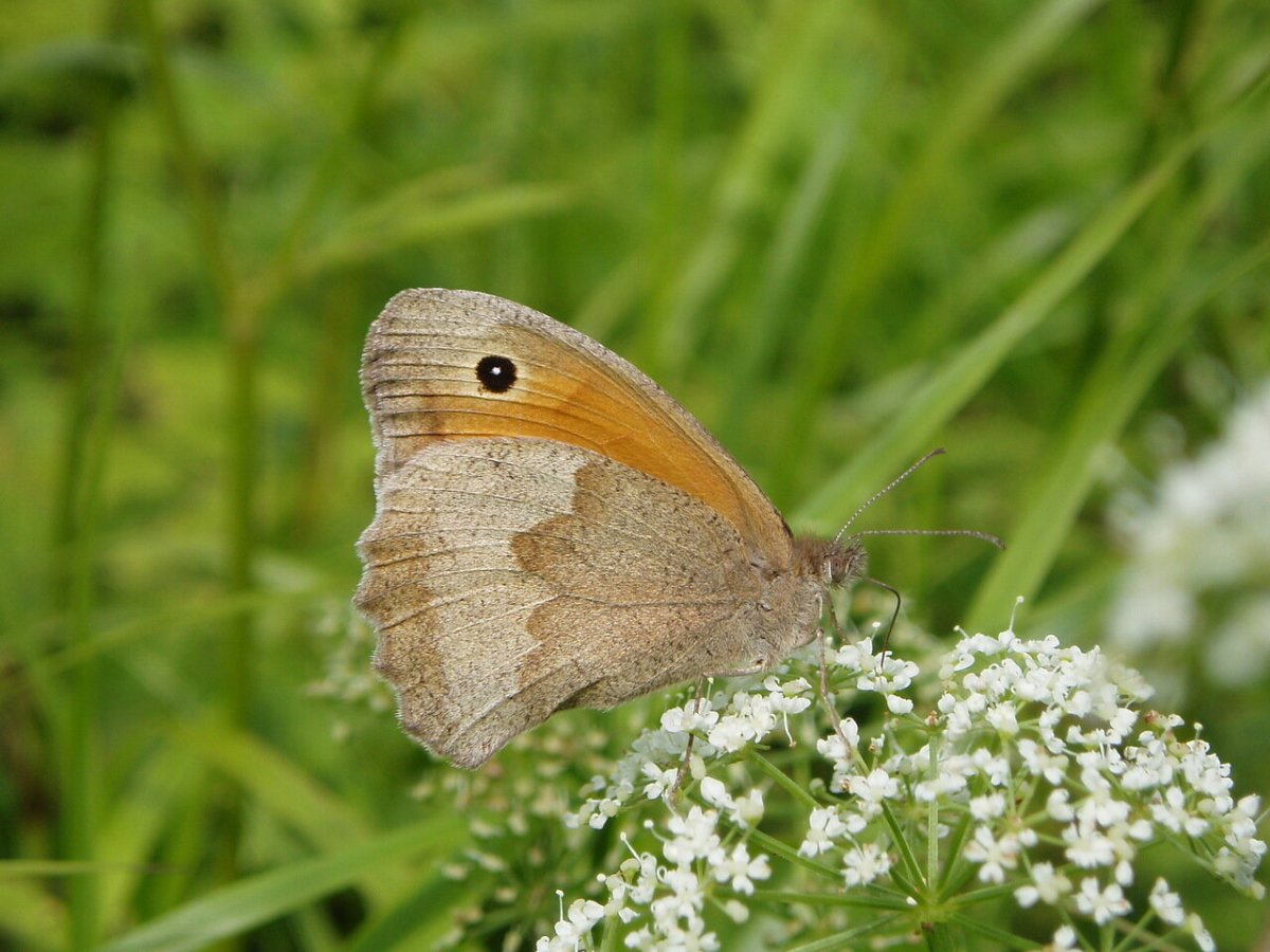 Воловий взгляд